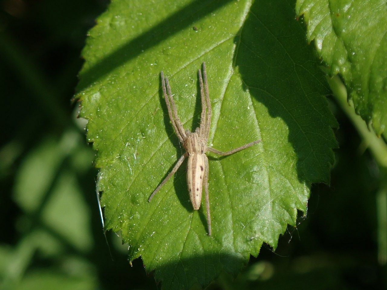 Tibellus sp Tibellus sp